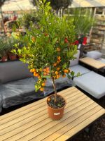 ✅NEU✅Orangenbaum 80-90 cm Calamondin Stamm Baum Obstbaum 3 Essen - Bredeney Vorschau