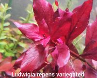 ⭐☘️ Ludwigia repens sp. variegated Aquariumpflanzen Niedersachsen - Meppen Vorschau