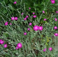 Vexiernelke Kronen Lichtnelke pink getopft Sachsen - Striegistal Vorschau