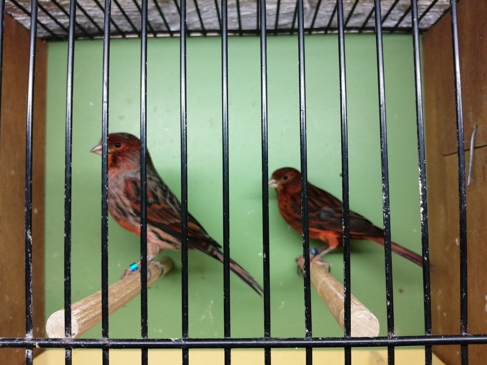 Kanarienvögel rotgrundig in Paderborn