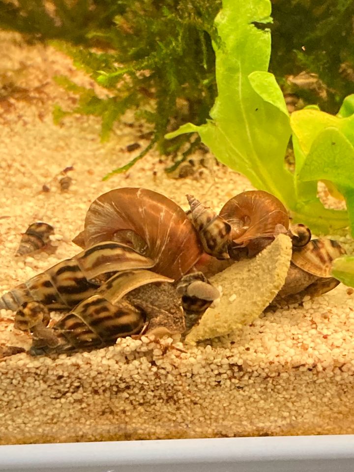 Sulcospira Testudinaria /Schnecken/Fische/Aquarium in Stade