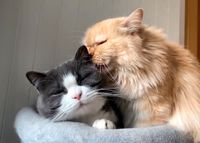 2 liebe Katzen suchen 5* Zuhause Nordrhein-Westfalen - Bottrop Vorschau