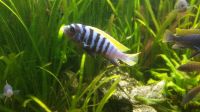 Malawi Buntbarsche (Cynotilapia zebroides Jalo Reef) Bayern - Kempten Vorschau