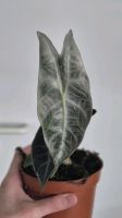 Alocasia Longiloba silver Baden-Württemberg - Leinfelden-Echterdingen Vorschau