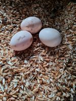 Schwedische Blumenhühner Eier (Bruteier) Niedersachsen - Brockel Vorschau