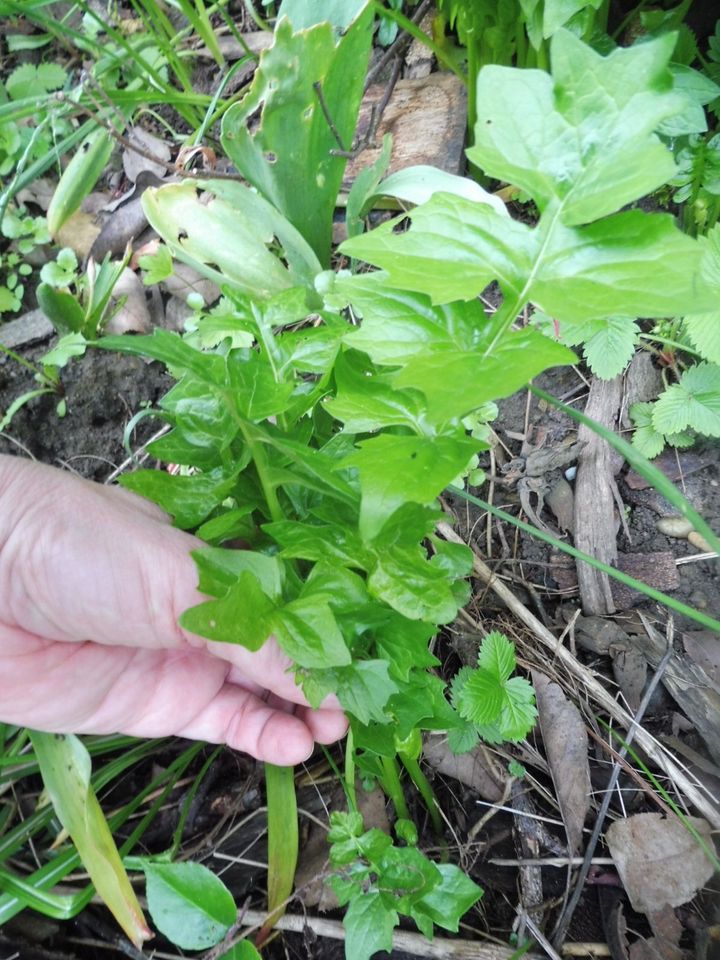 Interessante Blüten Bärenklau Acanthus attraktive Staude in Rain Lech