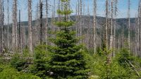 Kostenlose Baum Fällung inkl. Entsorgung Bayern - Salzweg Vorschau