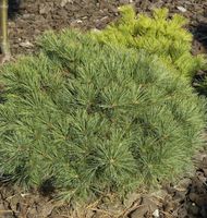 Zwerg-Weymouths-Kiefer Blue Shag 25-30cm - Pinus strobus Niedersachsen - Bad Zwischenahn Vorschau