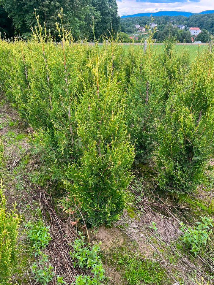 LEBENSBAUM THUJA SMARAGD BRABANT TOP HECKPFLANZEN in Dresden