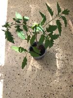 Tomaten Pflanzen 0,60 Cent Bremen - Huchting Vorschau