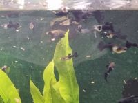 Guppy Mix ( Mischer ) Nordrhein-Westfalen - Lünen Vorschau