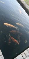 Koi ca. 40-60cm Mecklenburg-Vorpommern - Neubrandenburg Vorschau