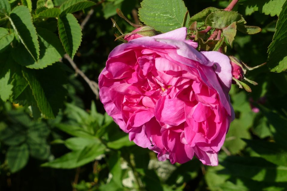 Rose alte Sorte rosa gefüllt sehr wüchsig duftet Bauerngarten in Heideck