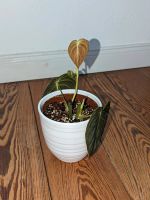 Philodendron Melanocrysum Baden-Württemberg - Neckartenzlingen Vorschau