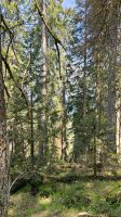 Suche Grünschnitt, Äste, Zweige, Stämme Rheinland-Pfalz - Neuwied Vorschau