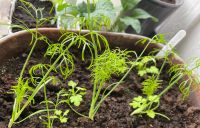 Knollenfenchel Jungpflanzen Bayern - Taufkirchen Vils Vorschau