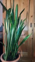 Bogenhanf Zimmerpflanze groß sansevieria trifasciata 50 € Nur Abh Rheinland-Pfalz - Dorsheim Vorschau