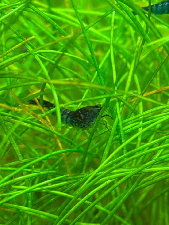 Blue / Black Rili Garnele - Blue Carbon Rili - Neocaridina davidi in Mainz