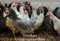 Grünleger Junghennen| Legehennen| Hühner kaufen| Geflügel Nordrhein-Westfalen - Rietberg Vorschau