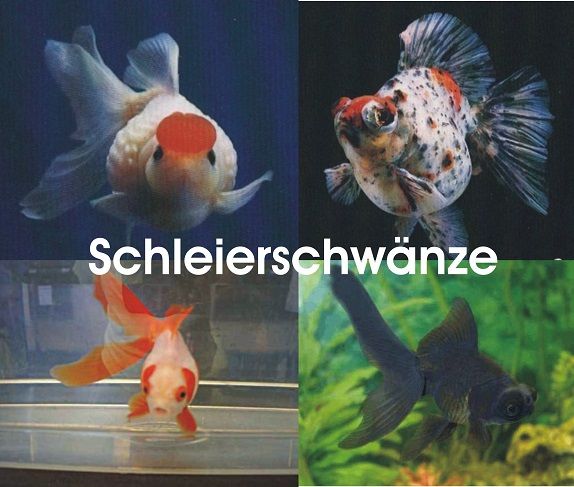 Goldfische in großer Auswahl - Günstig // Fischfarm Eske in Flensburg