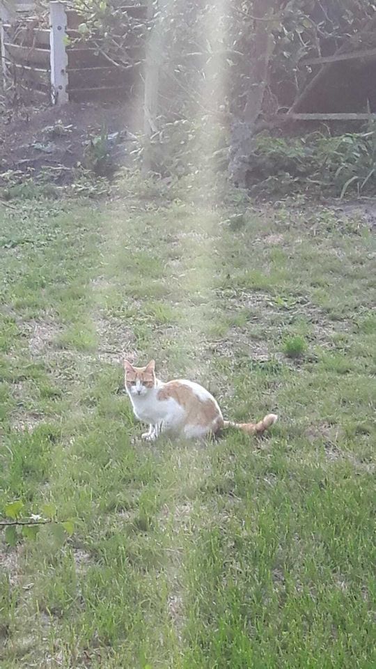 Nala weiss orange vermisst Kolonie Dornröschen Katze klein 27.06. in Hannover