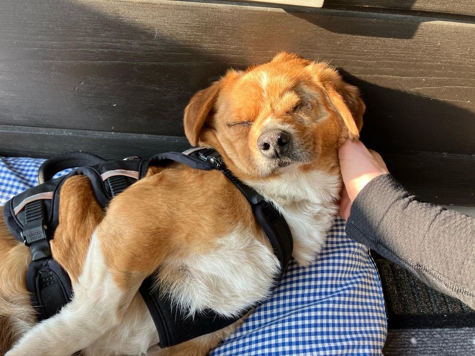 Toby, charmanter Herzenshund , ca. 6 Jahre *Tierschutz*u in Garmisch-Partenkirchen