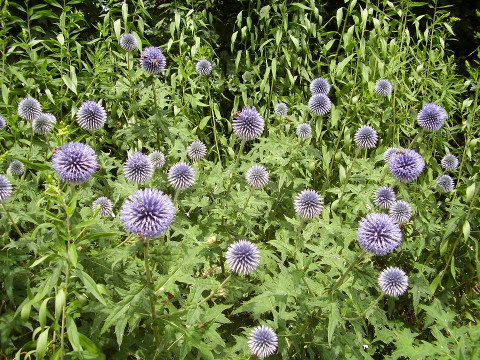 30 Samen Kugeldistel blau Bienen Bienenfutterpflanze * winterhart in Nordendorf