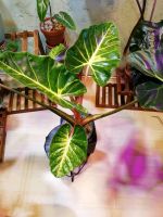 alocasia new guinea gold variegata xl Sachsen-Anhalt - Weißenfels Vorschau