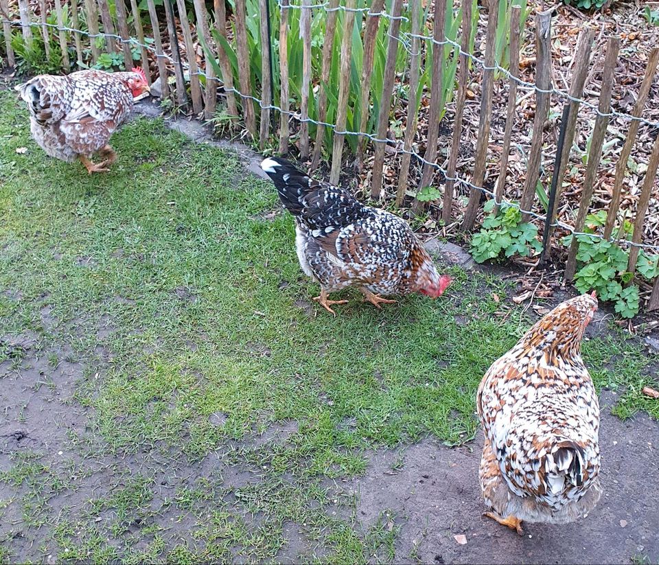 Schwedisches Blumenhuhn Bruteier in Osterholz-Scharmbeck