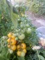 Balkony Yellow Tomatenpflanzen Sachsen - Annaberg-Buchholz Vorschau