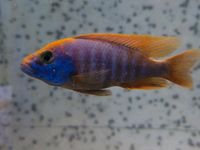 Malawi Sciaenochromis Ahli Sunset aus Hobby 10-13cm Baden-Württemberg - Mannheim Vorschau