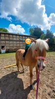 Pflegebeteiligung (Pony sucht Mensch) Niedersachsen - Uelzen Vorschau
