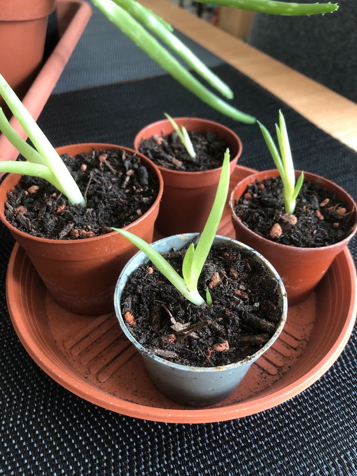 Aloe Vera Zimmerpflanze Ableger / Kindel in Burgdorf