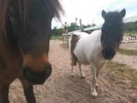 Ponys suchen Pflegebeteiligungen Brandenburg - Dallgow Vorschau