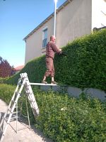 Hecke schneiden, Gartenhelfer, Gärtner, uvm. Brandenburg - Hennigsdorf Vorschau