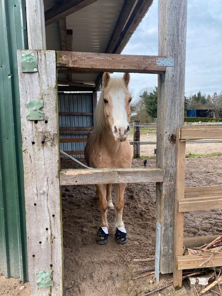 Unterstützung / Pflegebeteiligung für mein Pony in Hartenholm