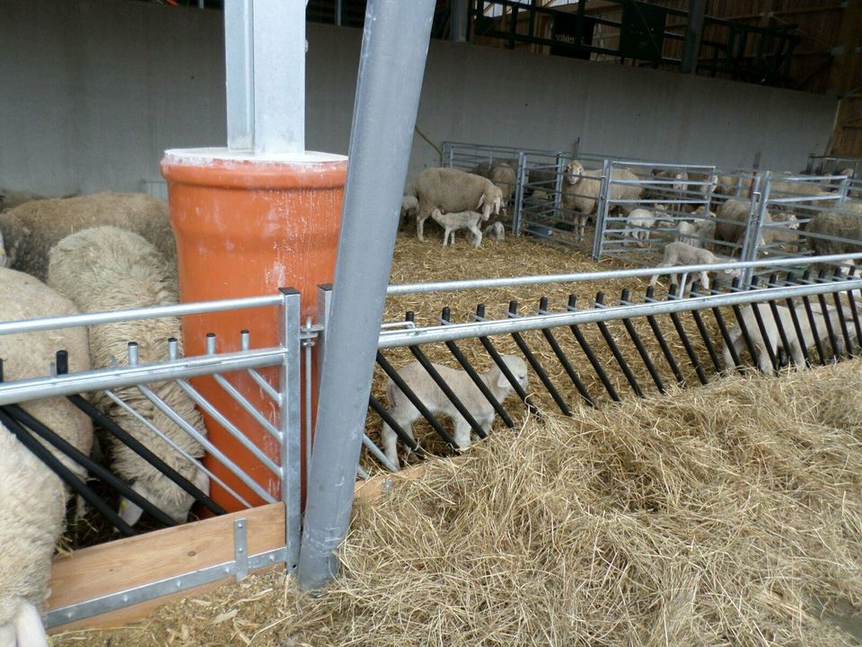 Futtertischhorde für Schafe Lämmer Bock Raufe Suffolk Merino Heu in Trendelburg