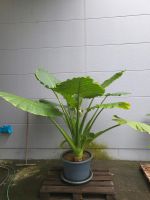 Alocasia - Pfeilblätter, Alokasien Pflanze ca. 2 Meter Bayern - Kösching Vorschau