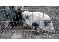 2x Göttinger Minischweine Sauen abzugeben Nordrhein-Westfalen - Hemer Vorschau