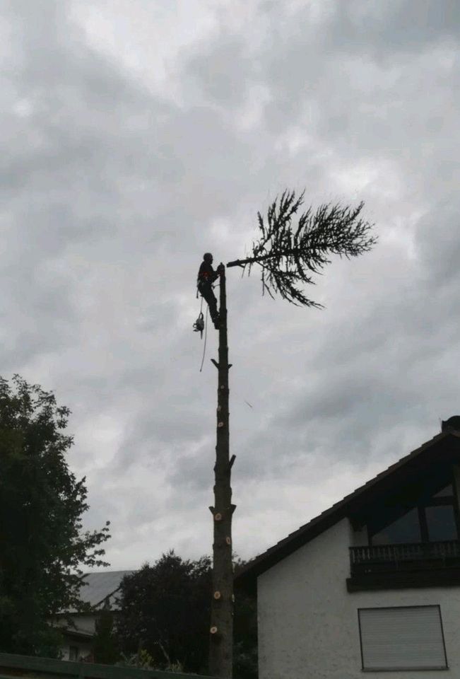 Baumfällung, Fällarbeiten, Baum fällen in Bischofsheim