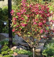 Hochstamm Weigelie Bristol Ruby 60-80cm - Weigela Niedersachsen - Bad Zwischenahn Vorschau