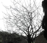wer kann meinen alten Kirschbaum zurückschneiden beschneiden Nordfriesland - Oldenswort Vorschau