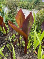 Canna orange Baden-Württemberg - Karlsruhe Vorschau