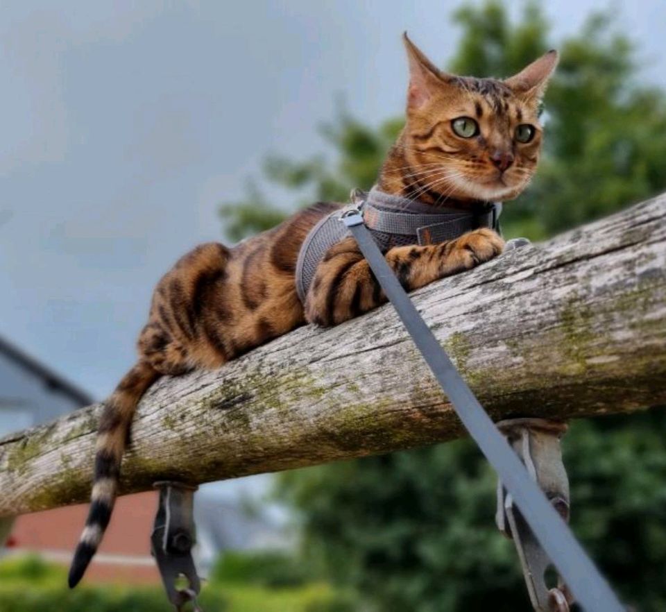 Katze Kater Bengalkatze Bengal Kater vermisst entlaufen gesucht in Hannover