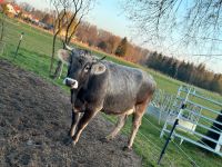 Tragende Kuh mit Kalb Bayern - Langenbach Vorschau