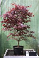 Acer palmatum ´Bloodgood´  Ahorn Ahornwochen no. 11 Hessen - Dietzhölztal Vorschau