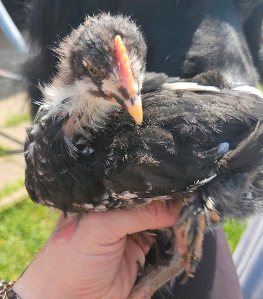 französische Marans Hähne Schokobraunleger in Windbergen