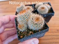 Notocactus schlosseri Saarbrücken-West - Klarenthal Vorschau