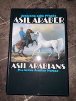 Asyl Araber Asil Arabians IV Kreis Pinneberg - Halstenbek Vorschau