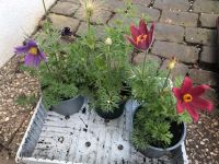 3x (weiße rote lila) Küchenschelle Kuhschelle Pulsatilla vulgaris Aachen - Aachen-Laurensberg Vorschau